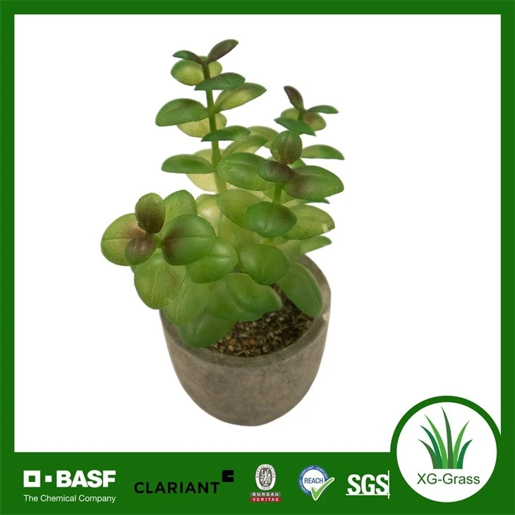 Xingu Unique Succulent Planters To Brighten Up Your Home Decor best